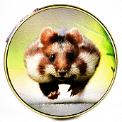 ������ �� ����� ������ - ����� (����)